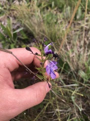 Rotheca