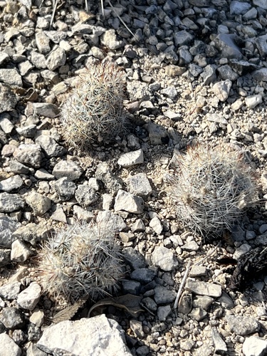 Pelecyphora emskoetteriana