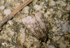 Oligia strigilis