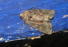 Oligia strigilis