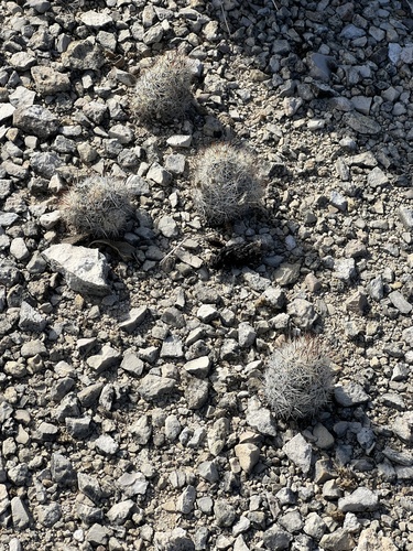 Pelecyphora emskoetteriana