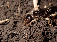 Gonolabis marginalis