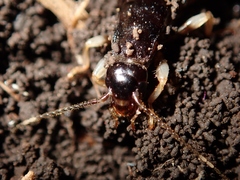 Gonolabis marginalis