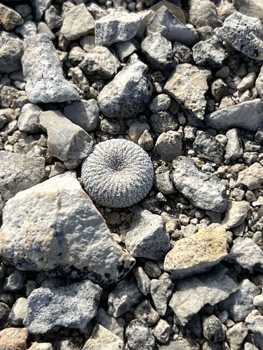 Epithelantha micromeris