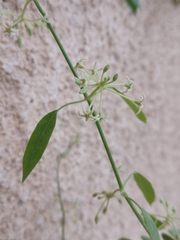 Euphorbia graminea