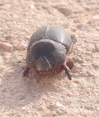Temnorhynchus baal