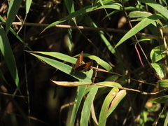Pedaliodes phaea