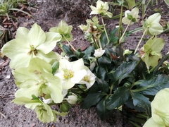 Helleborus orientalis