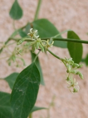 Euphorbia graminea