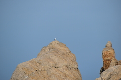 Larus michahellis michahellis