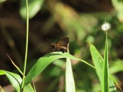 Psoralis exclamationis