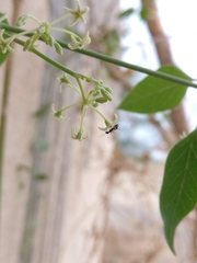Euphorbia graminea