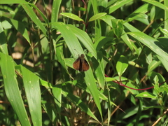 Psoralis exclamationis