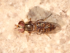 Episyrphus balteatus