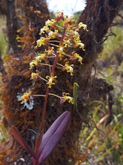 Epidendrum cylindraceum