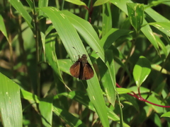 Psoralis exclamationis