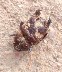 Temnorhynchus baal