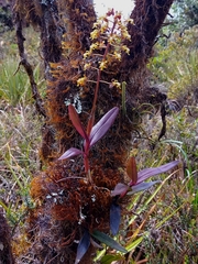 Epidendrum cylindraceum
