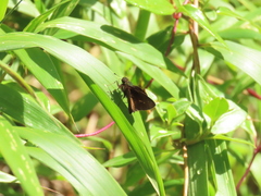 Psoralis exclamationis