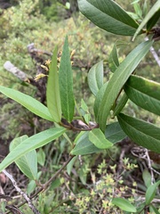 Parsonsia brownii