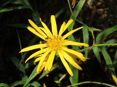 Munnozia senecionidis