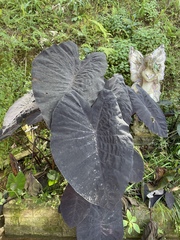 Colocasia