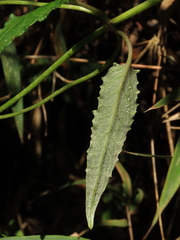 Munnozia senecionidis