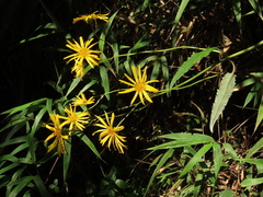 Munnozia senecionidis