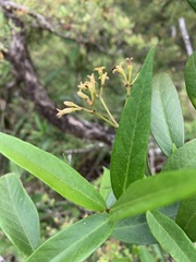 Parsonsia brownii