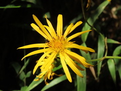 Munnozia senecionidis