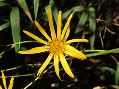 Munnozia senecionidis
