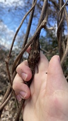 Sternuchopsis trifida