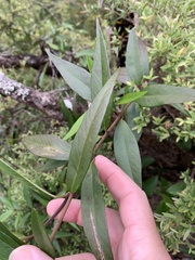 Parsonsia brownii