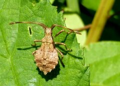 Coreus marginatus