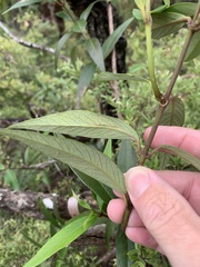 Parsonsia brownii