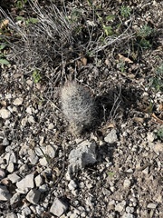 Escobaria emskoetteriana