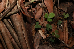 Pullenia gunnii