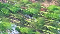 Ranunculus kauffmannii