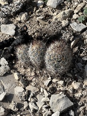 Escobaria emskoetteriana