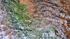 Ranunculus kauffmannii