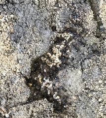 Myrmecina graminicola