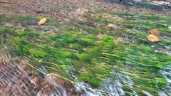 Ranunculus kauffmannii