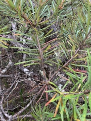 Banksia spinulosa