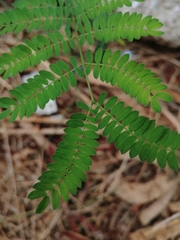 Leucaena leucocephala