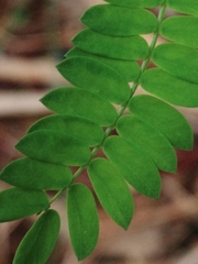 Leucaena leucocephala