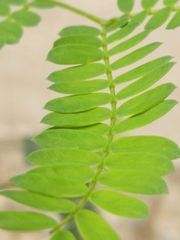 Leucaena leucocephala