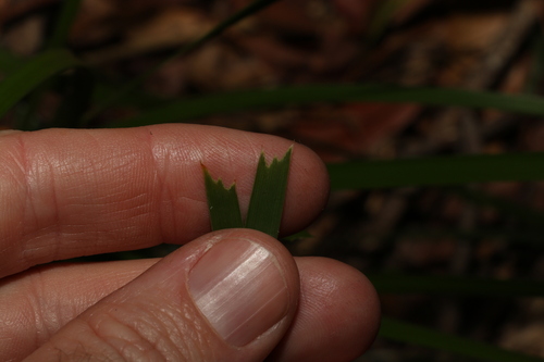 Lomandra longifolia