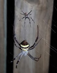 Argiope aetherea