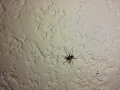 Leprolochus birabeni