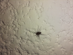 Leprolochus birabeni